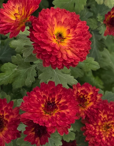 Кореневище Хризантема корейская Авиньон 1шт Поиск 