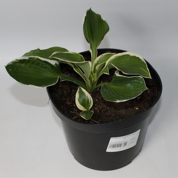 Хоста  aссортим. конт 3 л Les 