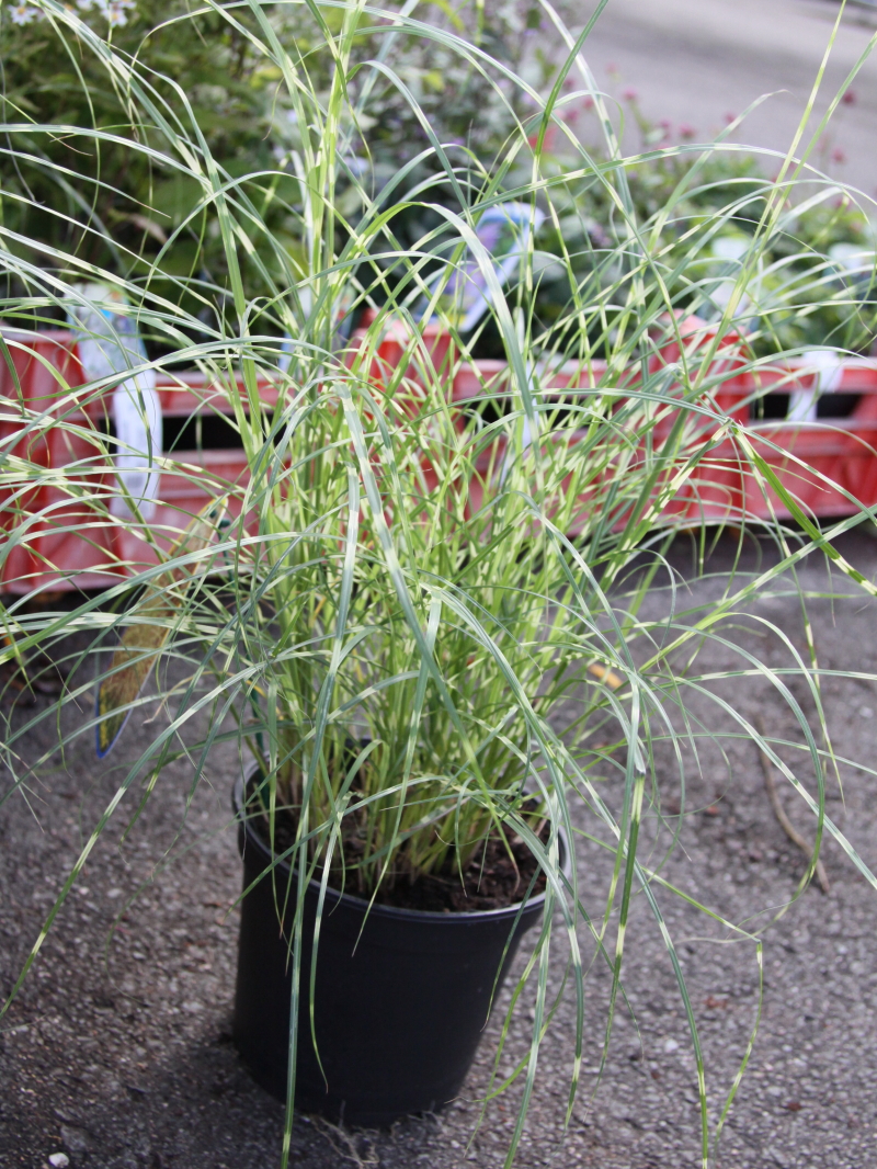 Мискантус китайский Литл Зебра d10 Lav 