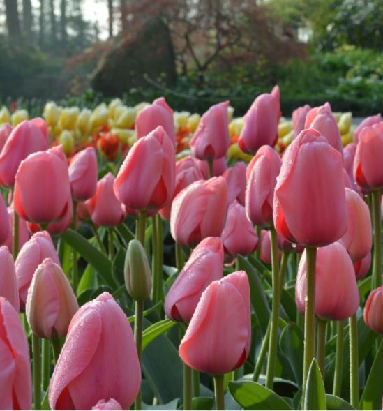 Луковица HBM Тюльпан Джамбо Пинк 11/12,розовый 5 шт/уп 