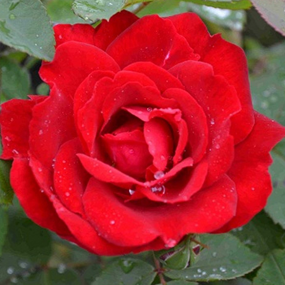 Роза корнесобственная парковая Чамплейн v5 Tim 