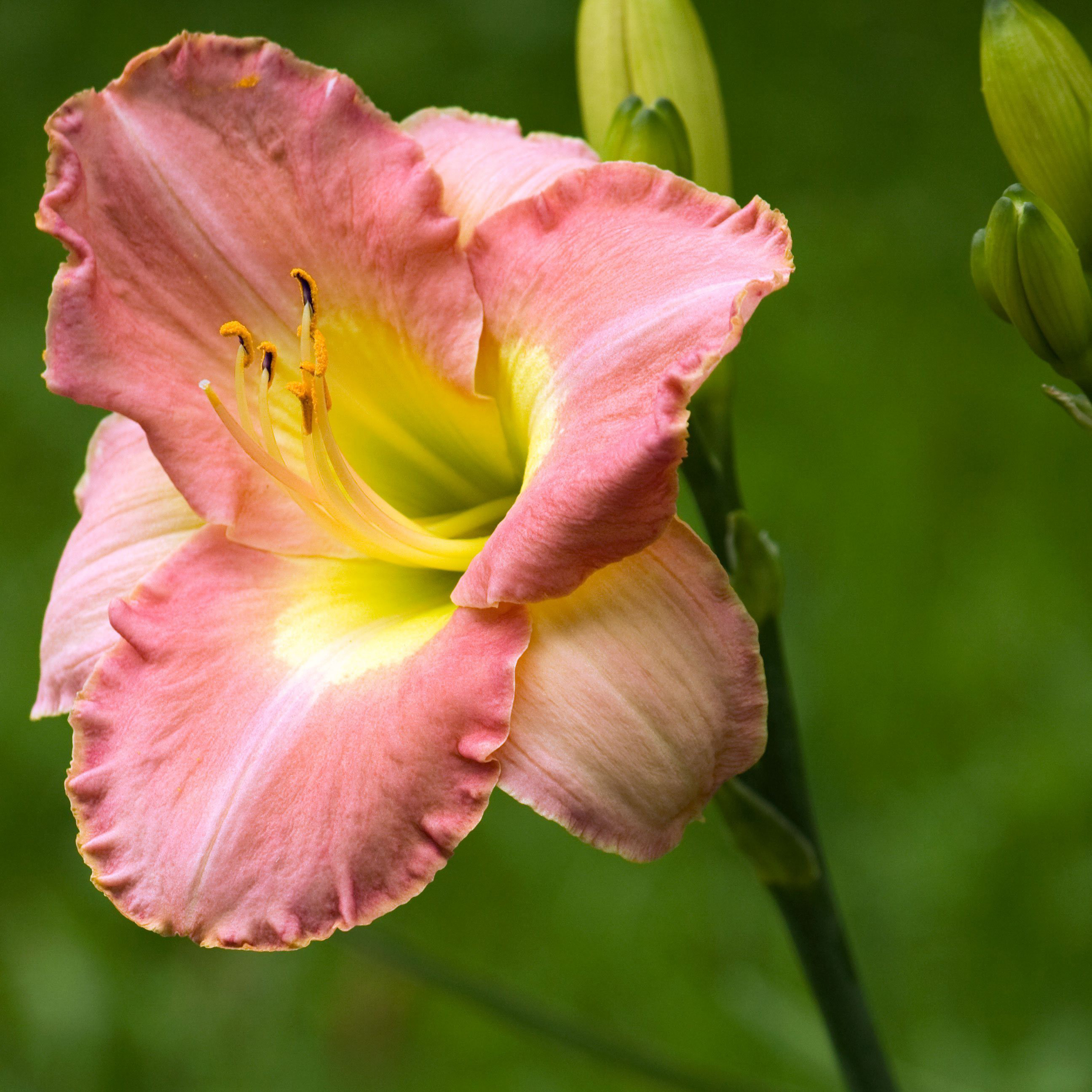 Лилейник Кулл Джазз Tim 