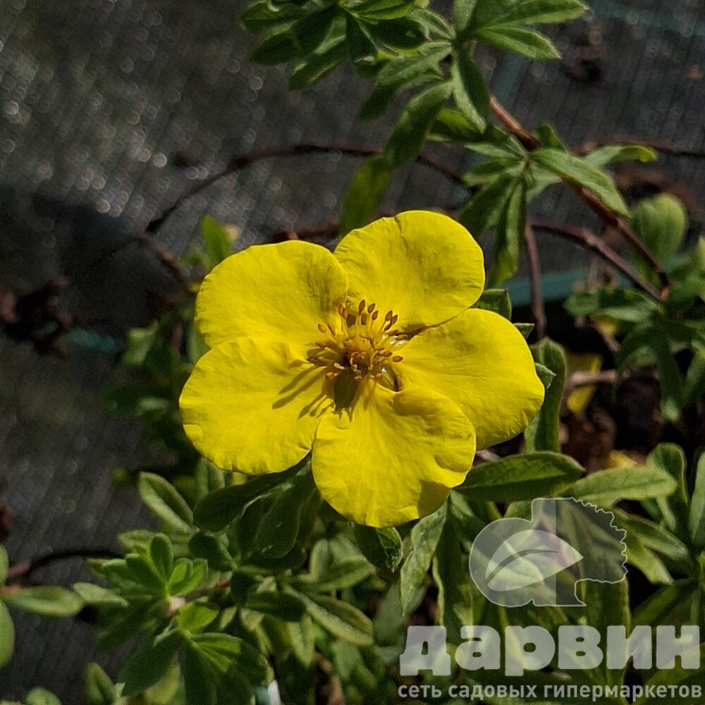 Лапчатка кустарниковая Голд Стар v2 Lav 