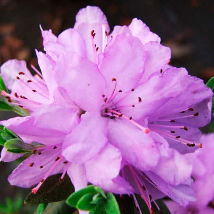 Рододендрон гибридный Аметист C1 