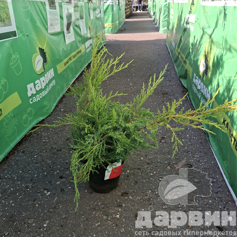 Можжевельник средний Пфитцериана Ауреа v2 Lav 