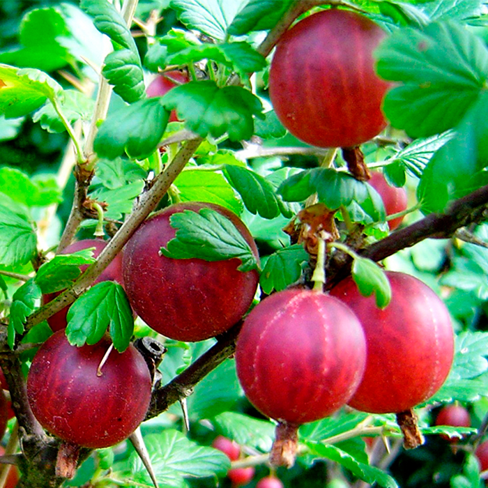 Крыжовник Колобок красн v1 Tim 