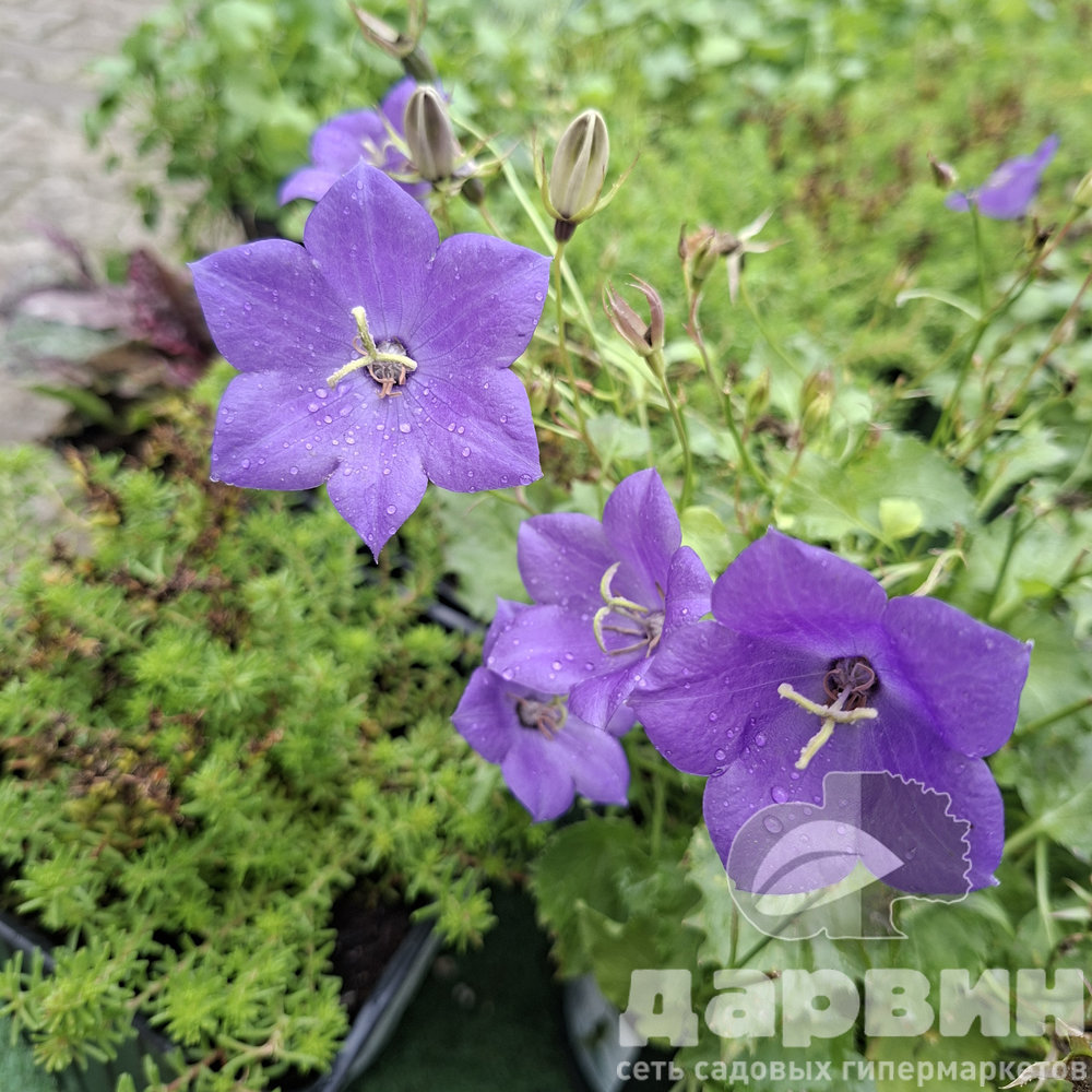 Колокольчик d10 Tim 