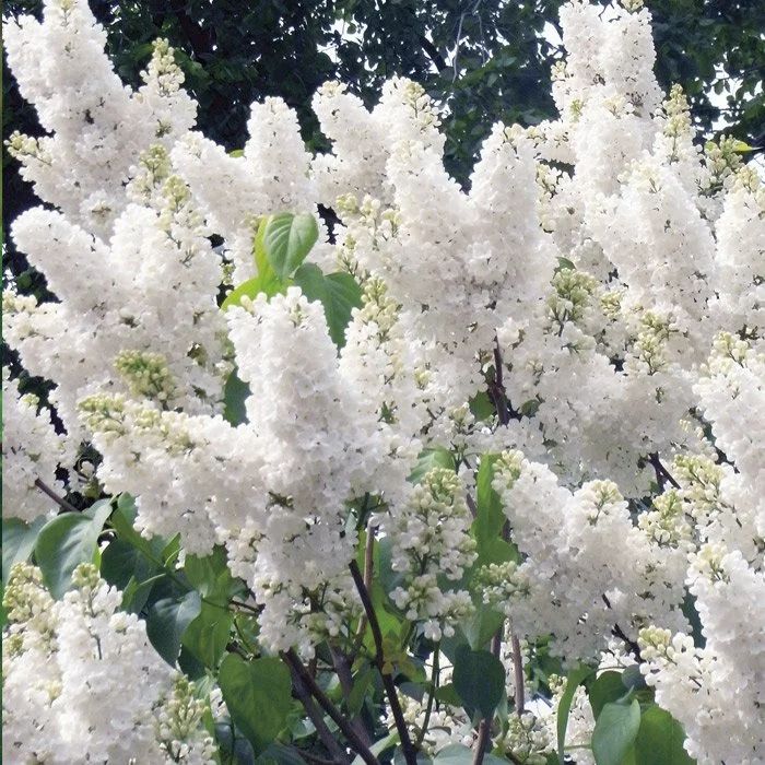 Сирень обыкновенная Галина Уланова v2 Lav 