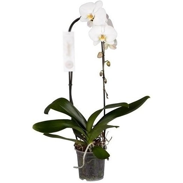 Фаленопсис Каскад d12 h 45 