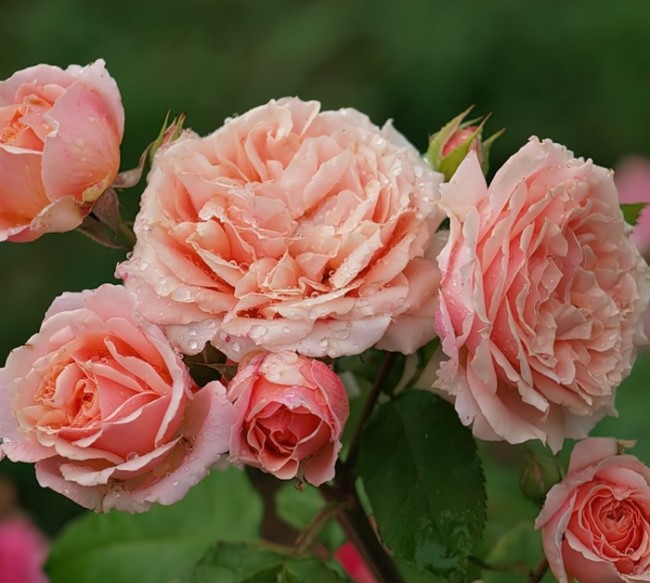 Роза кустовая Поль Бокюз v5 Lav 