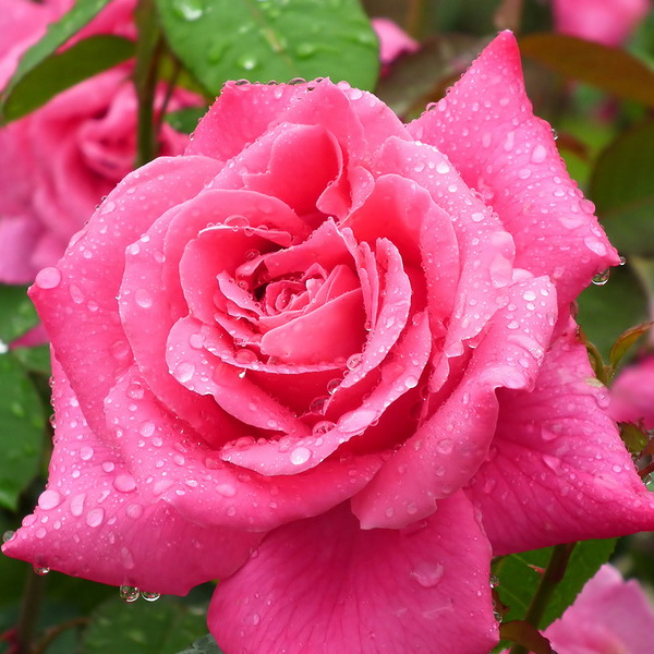 Роза чайно-гибридная Пинк Пис, c5 Tim 