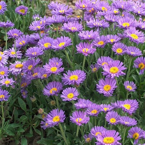 Астра альпийская Блю d9-10 ХР 