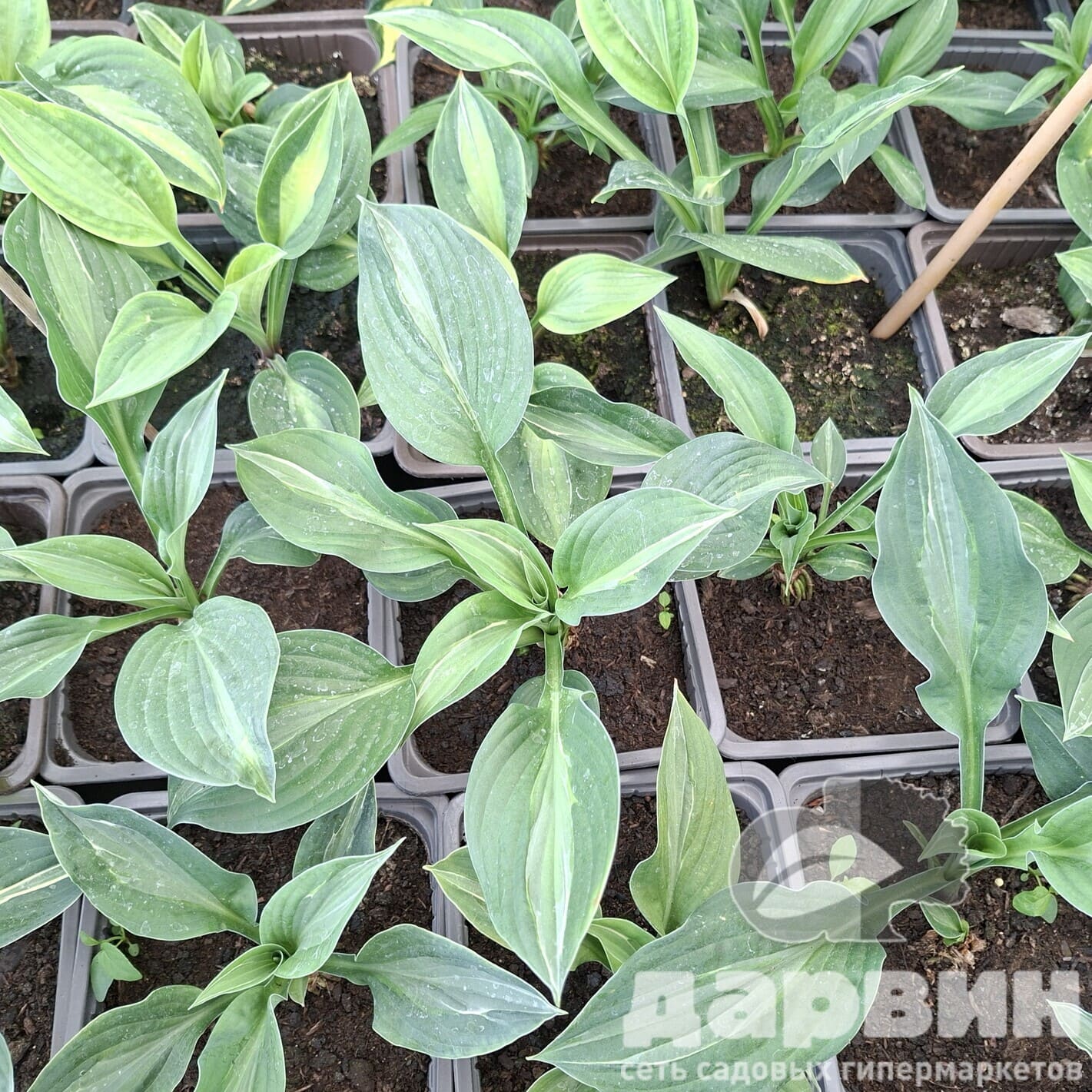 Хоста Стриптиз v2 Tim 