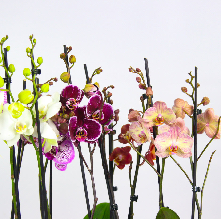 Фаленопсис 2 вет микс d9 h35 