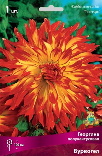 Клубень Георгина полукактусовая Вурвогел I 1шт Поиск 