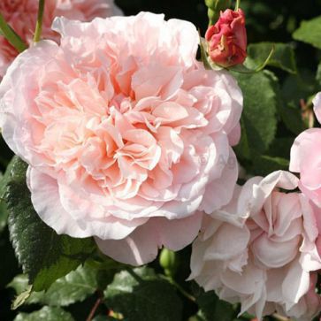 Роза плетистая Роз Де Толбиак с5, Tim 