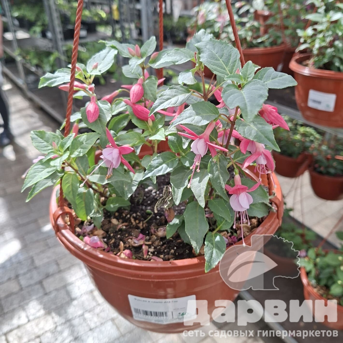 Фуксия в кашпо d23 Tim 