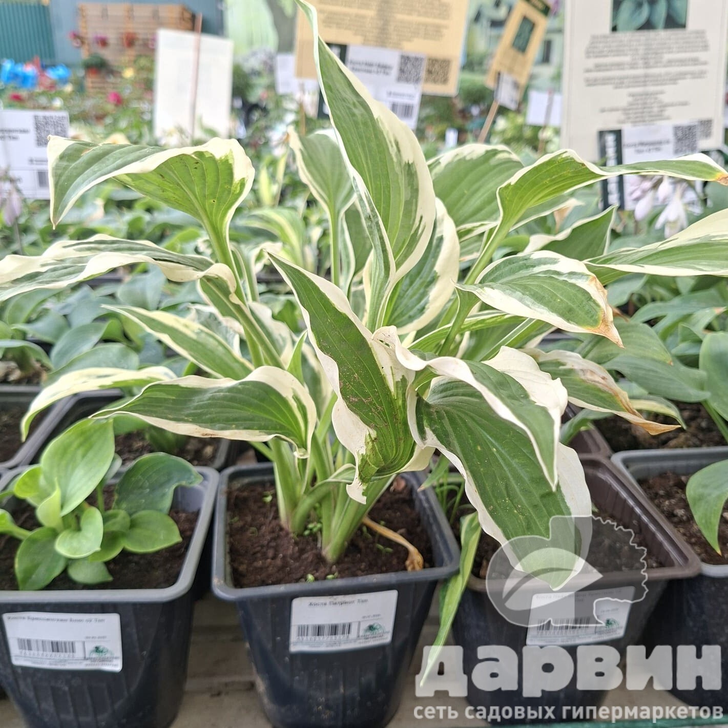 Хоста Патриот v2 Tim 