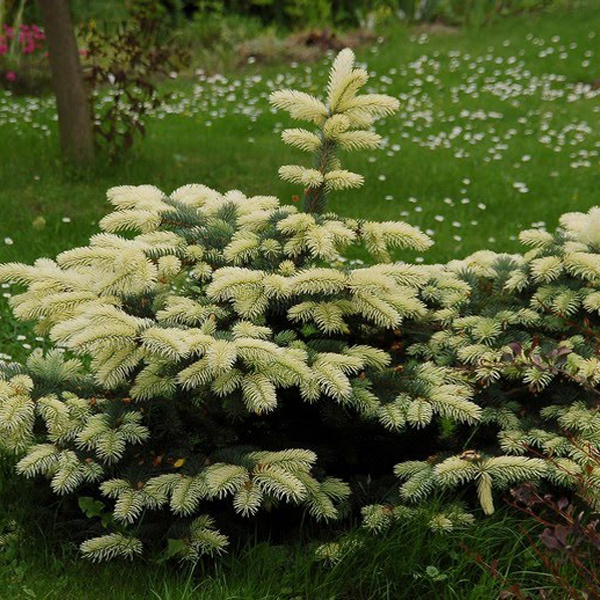 Ель колючая Биалобок с3 BL 