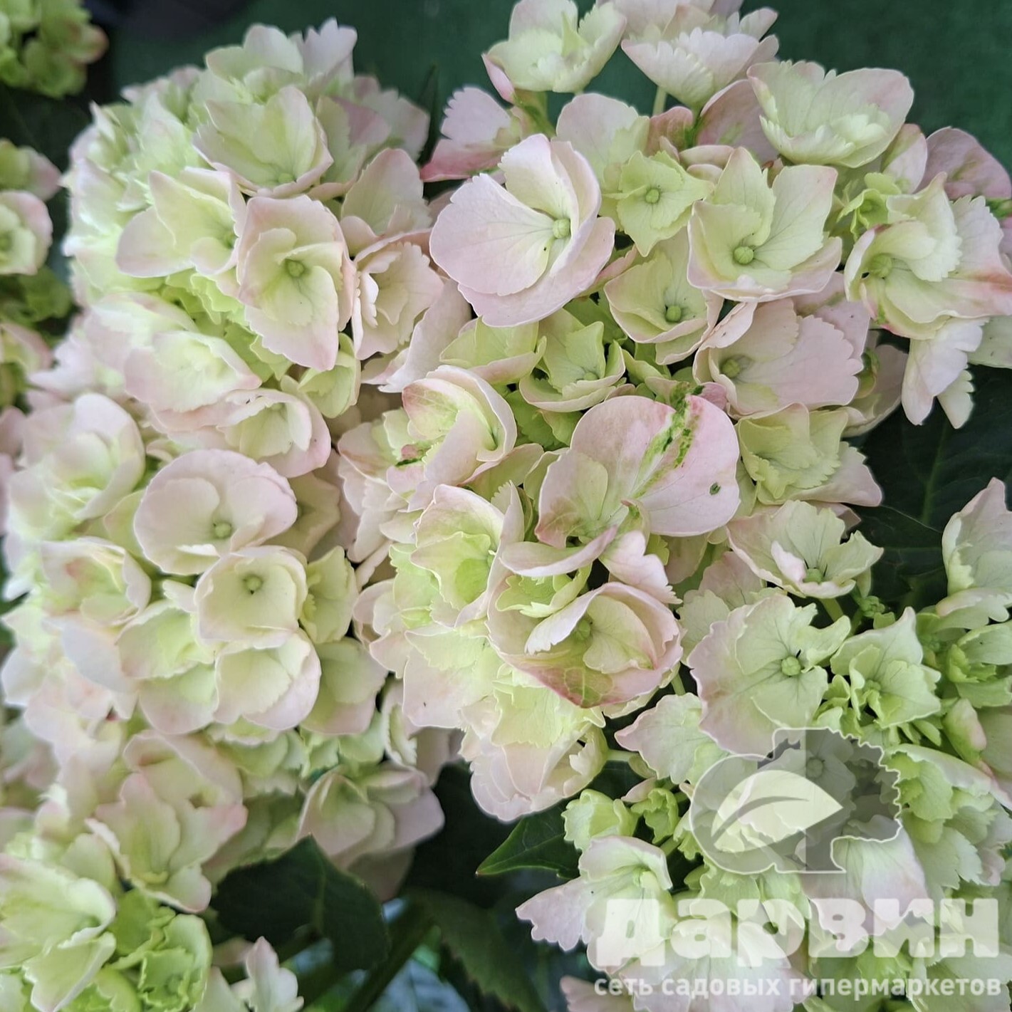 Гортензия крупнолистная Пинк Сенсейшион v5 Tim 