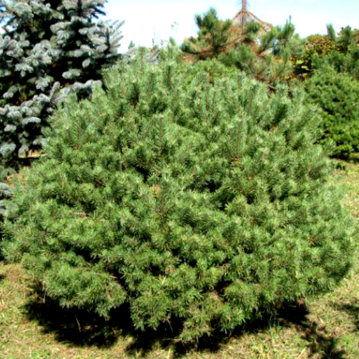 Растение сосна обыкновенная Беувроненсис 30-40 Lt 