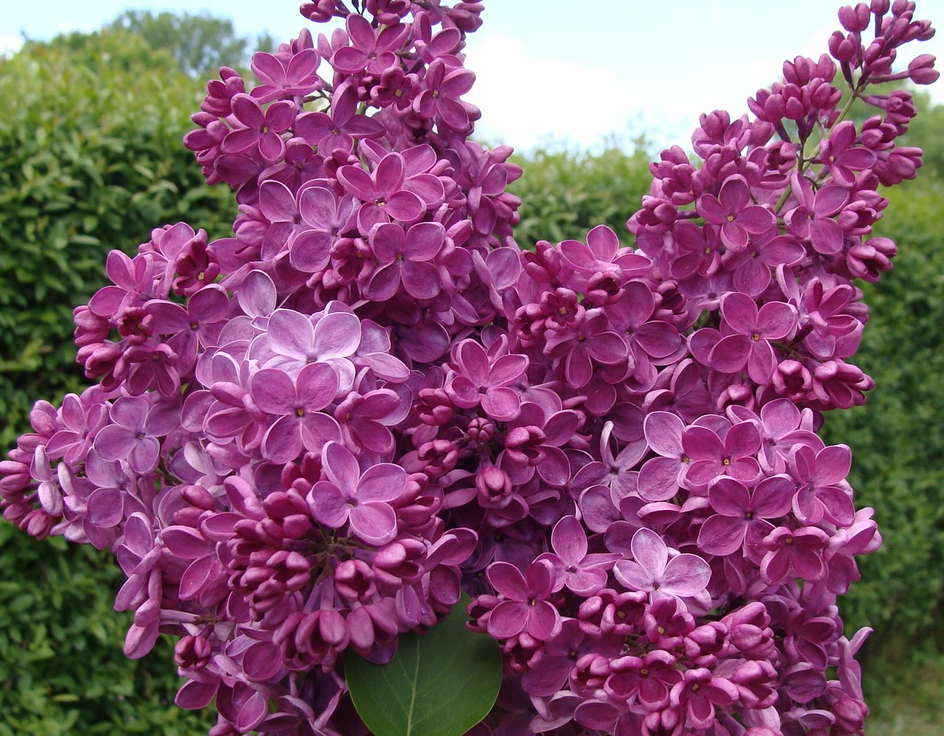 Сирень обыкновенная Знамя Ленина v2 Lav 