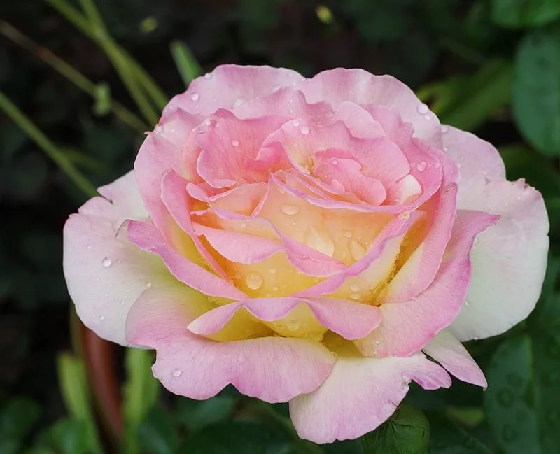 Роза чайно-гибридная Глория  v5 Lav 