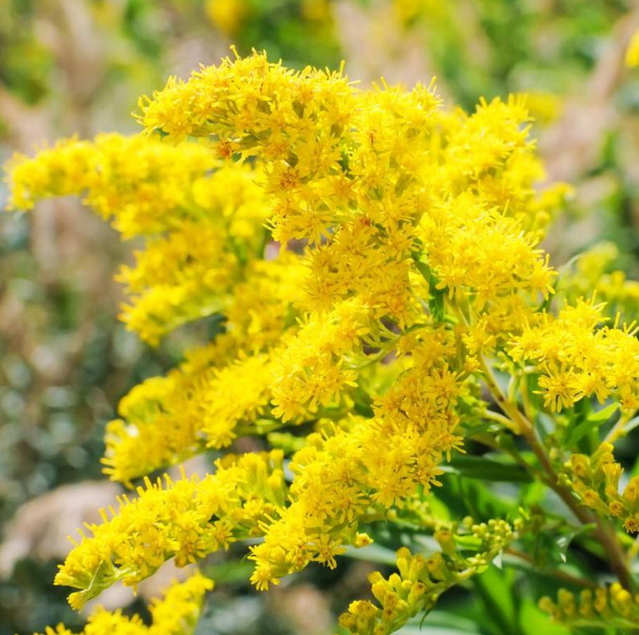 Солидаго v1,5 Push 