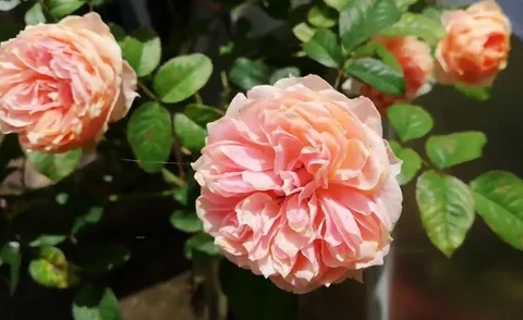 Роза чайно-гибридная Вувузелла v5 Lav 