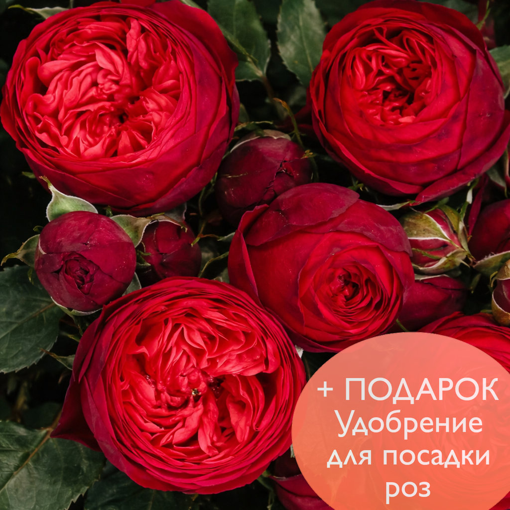 Роза чайно гибридная Ред Пиано в коробке Биосфера + подарок