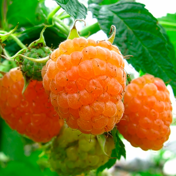 Малина ремонтантная Олл Голд, желтая в коробке Tim 