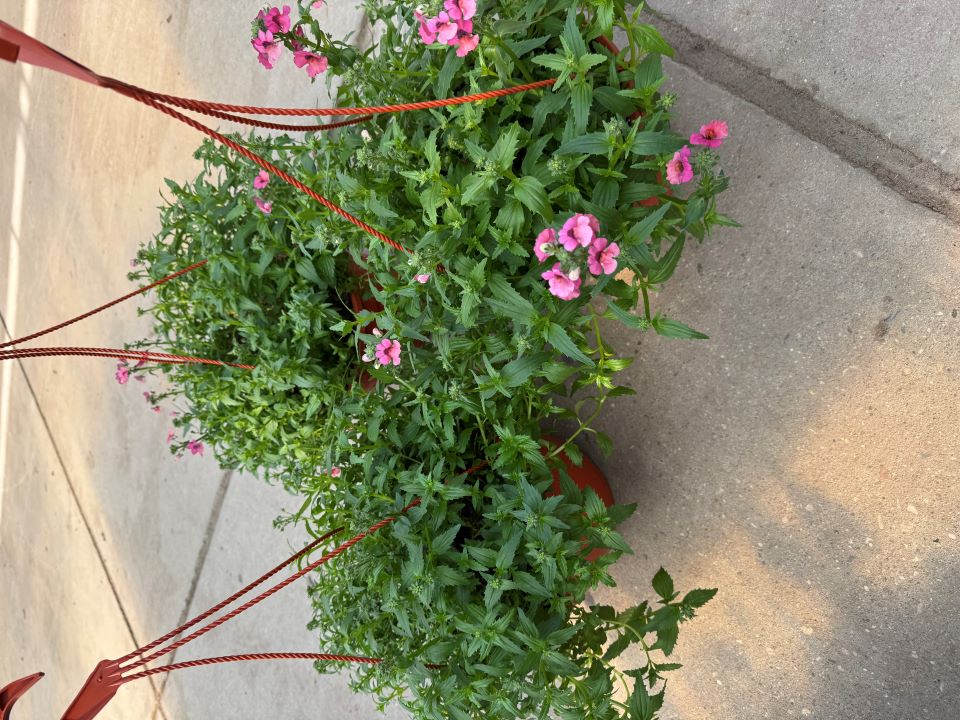 Немезия в кашпо d25 bix 