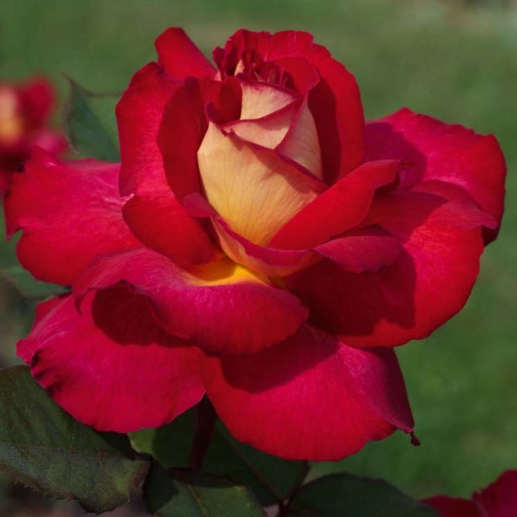 Роза чайно-гибридная БОЛЬШОЙ v7 Fr 