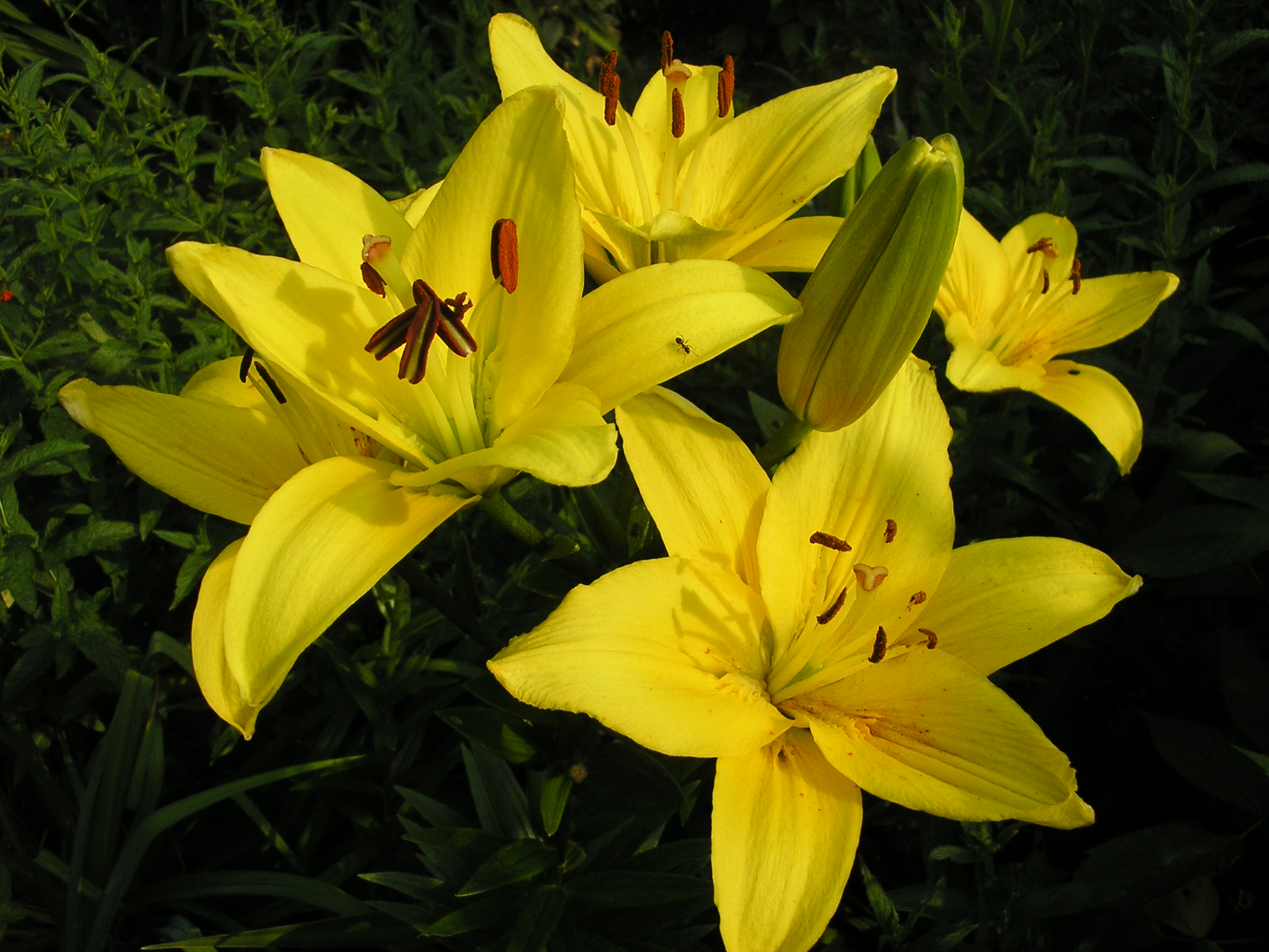 Лилия азиатская Калэйс d10 Tim 