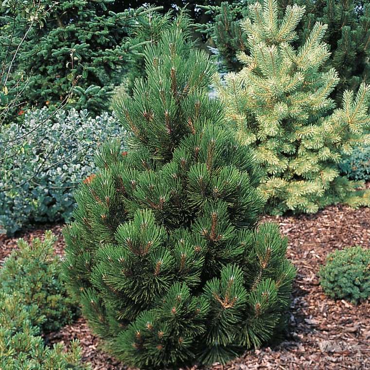 Сосна уолриха Малинки С10 25-30 TW 