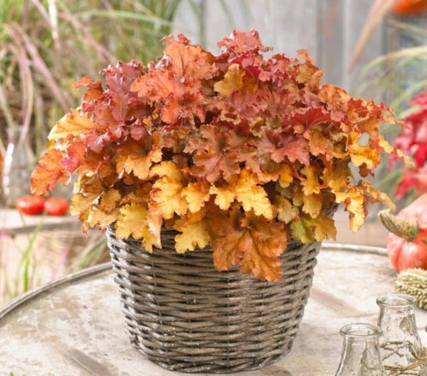 Гейхера Годжиберри d12 ХР 