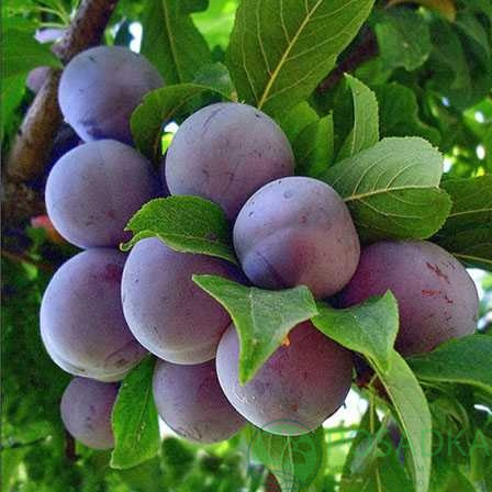 Слива Ренклод Карбышева 2-х летка v5-10 Tim 