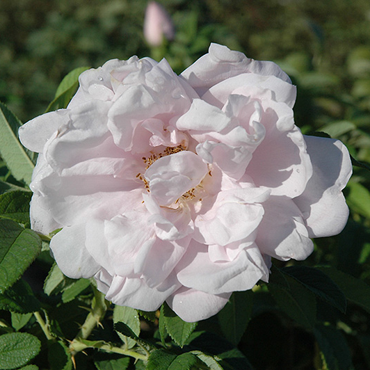 Роза ругоза Сноу Лавемент v5 Tim-FT 