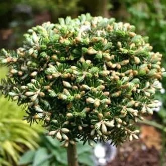 Растение пихта корейская Kristallkugel -20 25 