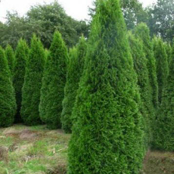 Растение туя западная Smaragd C40, 180-200 UL 