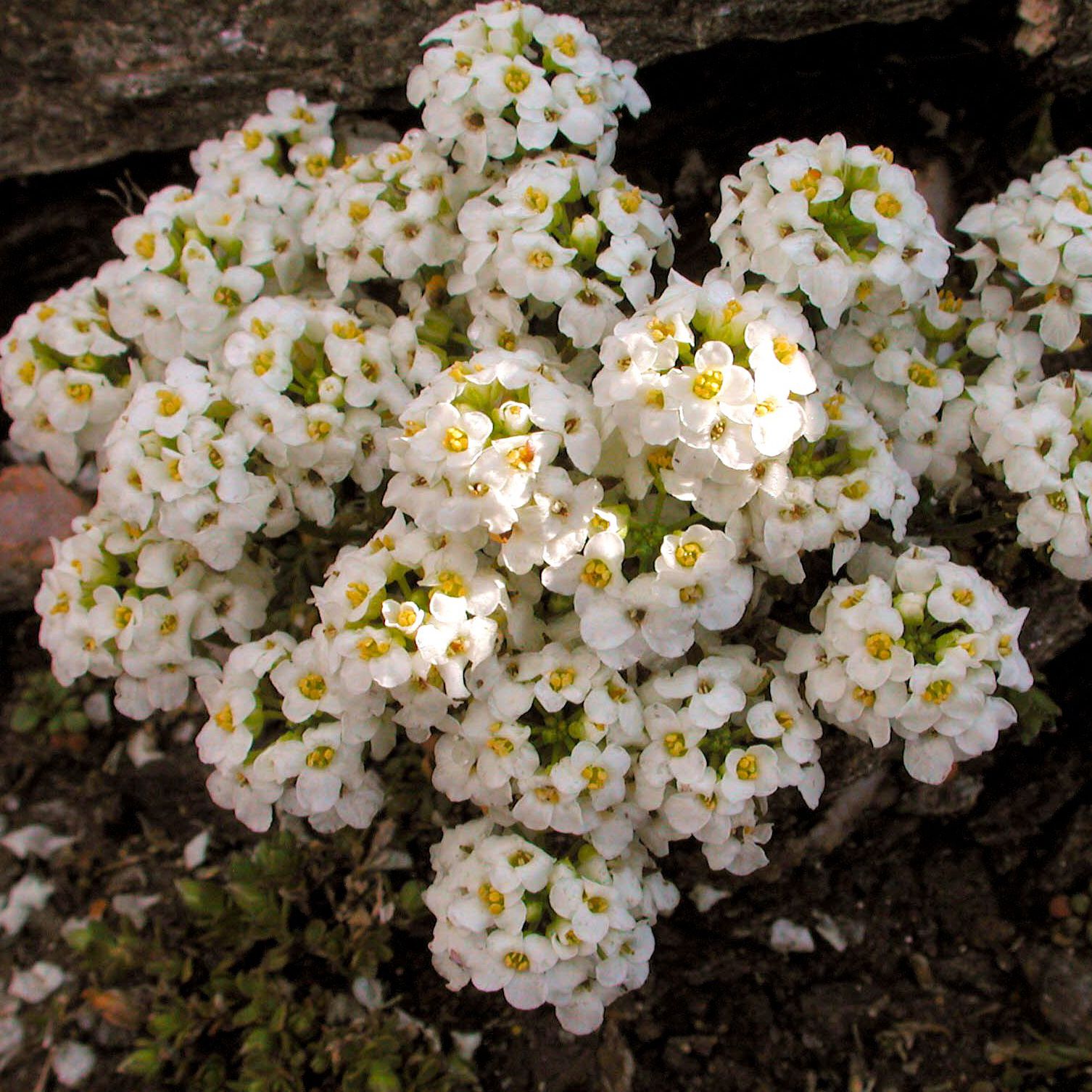 Гутчинзия v3 Push 