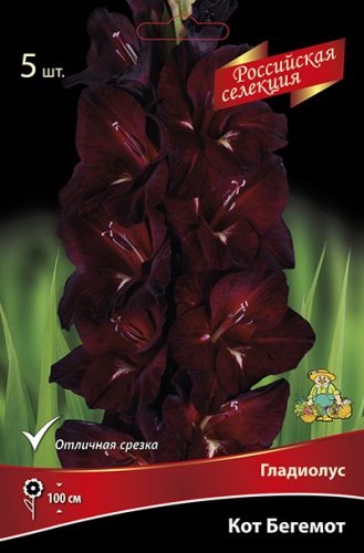 Луковица Гладиолус крупноцветковой Кот Бегемот 12/14 3 шт Поиск 