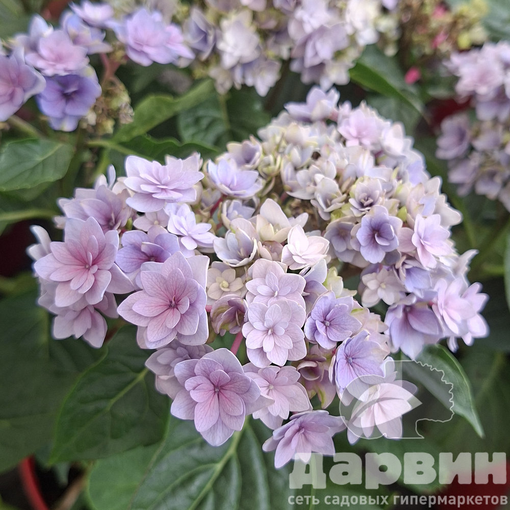 Гортензия крупнолистная Тугезе Блю v5 Tim 