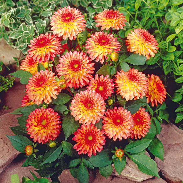 Клубень НВМ Георгина Делайтинг Глоу (I) 1шт 