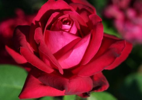 Роза чайно-гибридная Казахстанская Юбилейная v5 Lav 