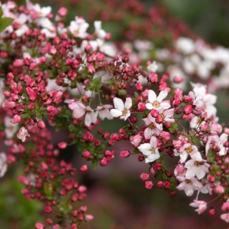 Спирея тунберга Фуджино Пинк v2 Tim 