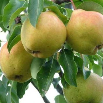 Груша Москвичка h120-160 v10 3-х летка Tim 