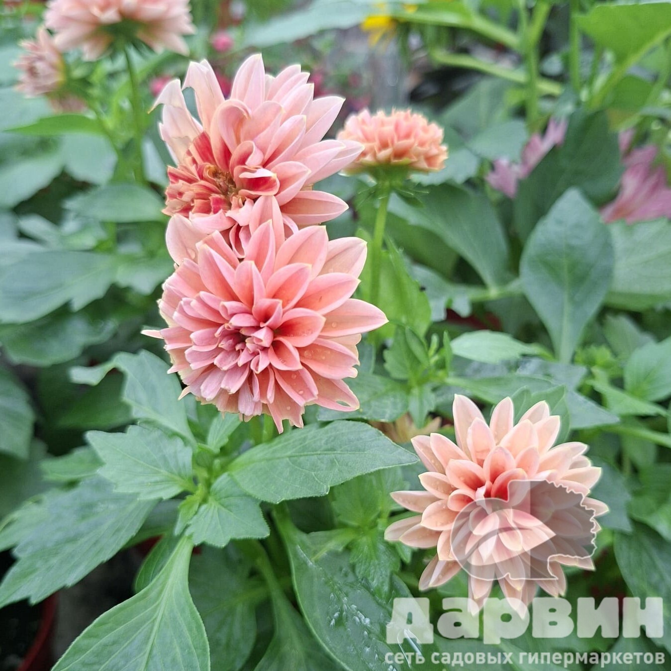 Георгин черенкованный d12 Tim 