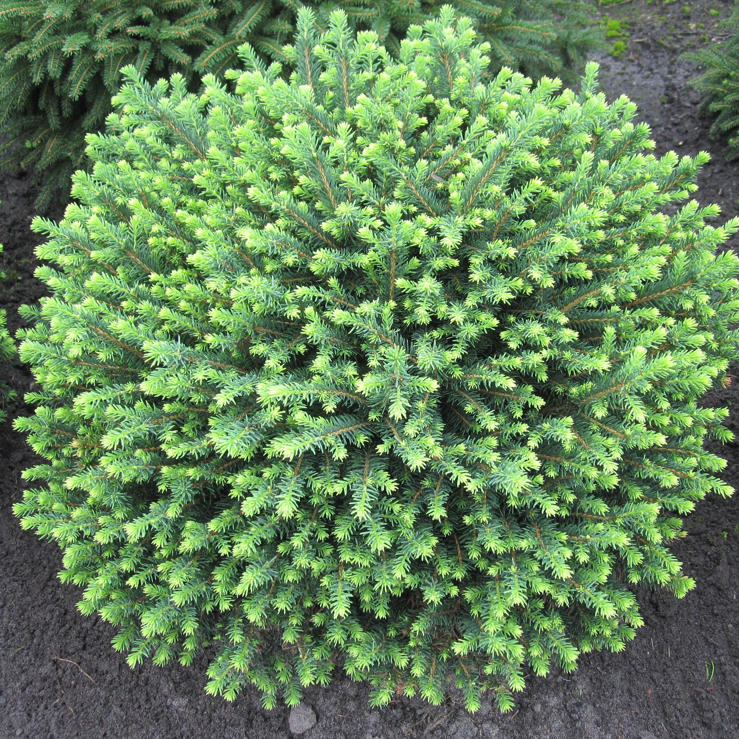 Ель сербская Карел v26 h40-60 