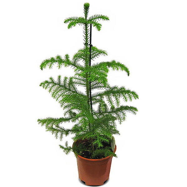 Араукария d19 